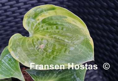 Hosta Shadow Seeker